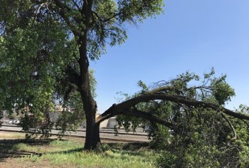 Strong winds Lemoore and Valley Thursday, trees down, but back to normal Friday This oak tree, north of the railroad tracks near downtown Lemoore, lost a branch thanks to strong Thursday winds.